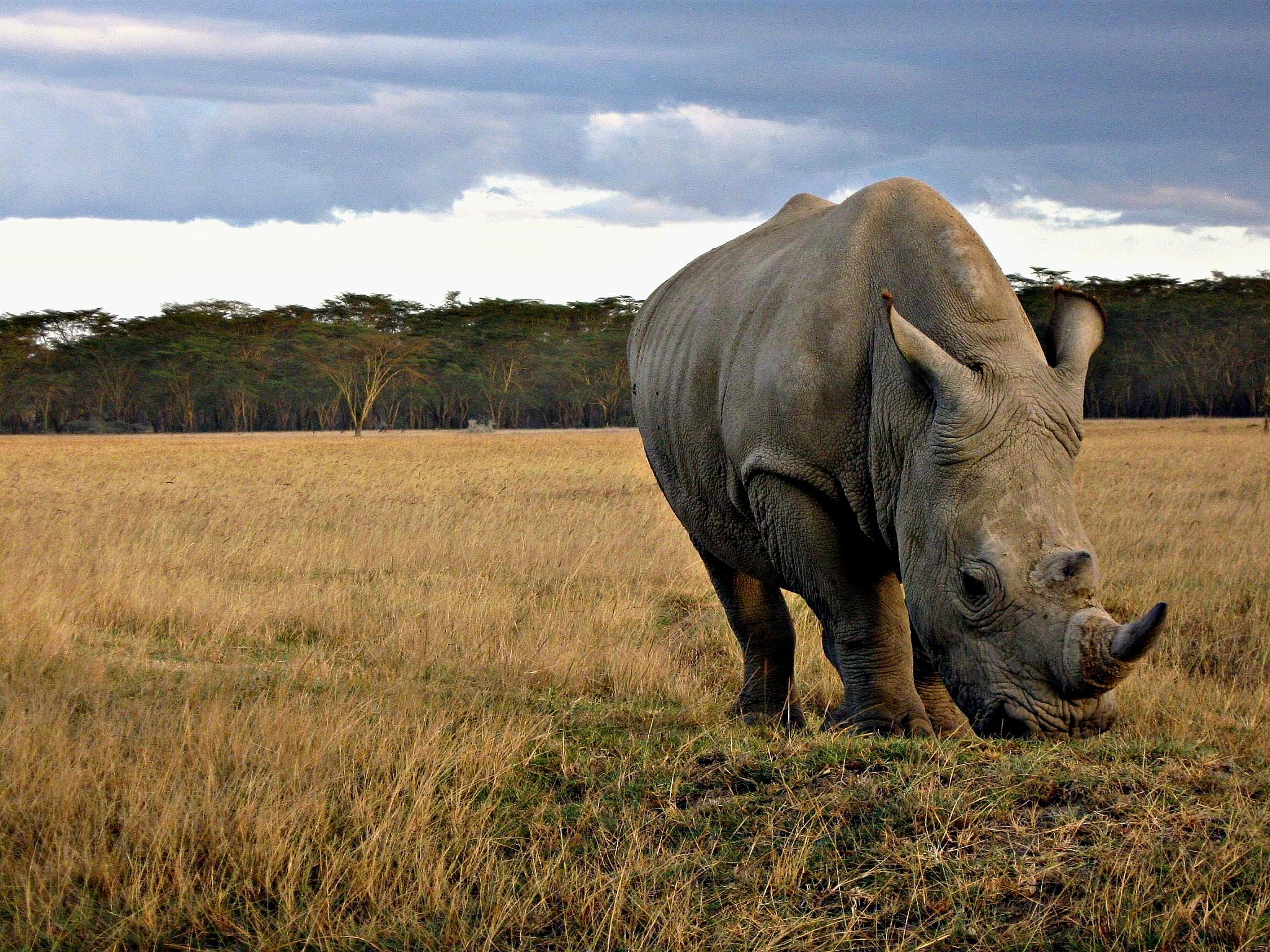 Young rhino Young rhino
