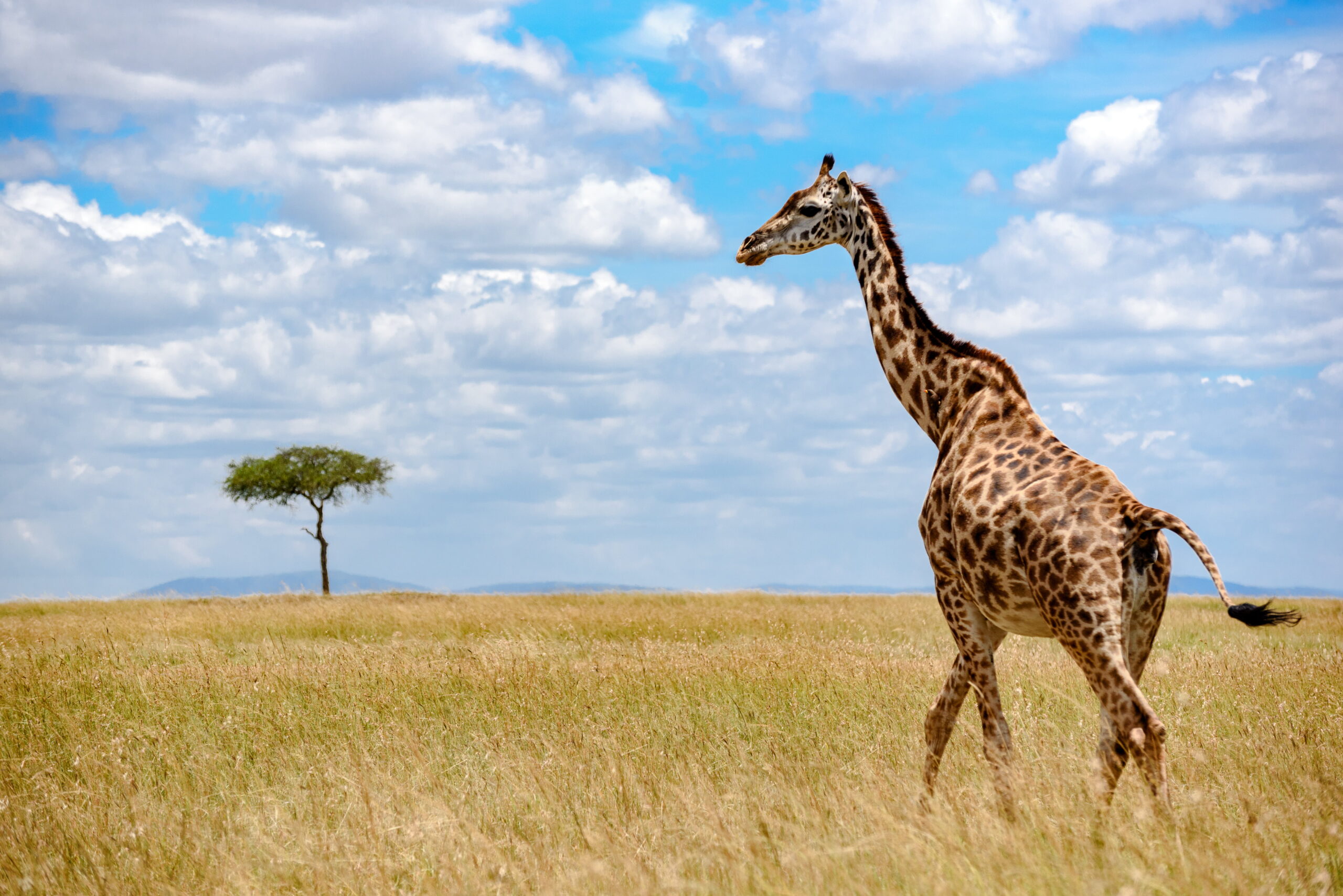 Giraffe in Tall Grass Giraffe in Tall Grass
