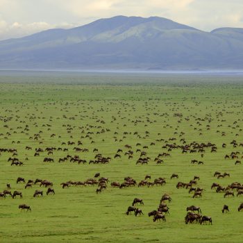 Gnus_7765 Gnus_7765